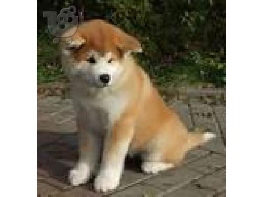 PoulaTo: Akita-Ακίτα Inu